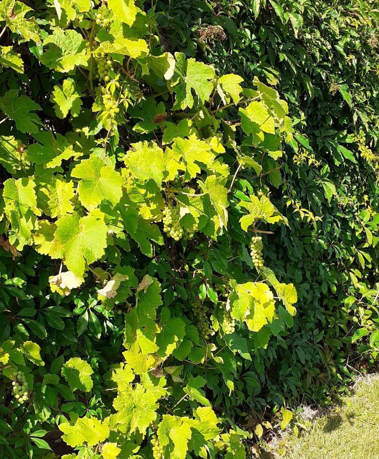 Haramara ferielejligheder Vester-Skerninge Exterior foto